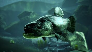 The Catch: Carp & Coarse Xbox One